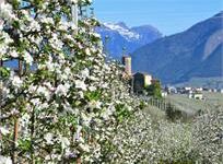 Fioritura dei meli - #visitvaldinon - foto di Marta Eccher