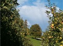 Passeggiate in montagna presso il Parco Adamello Brenta