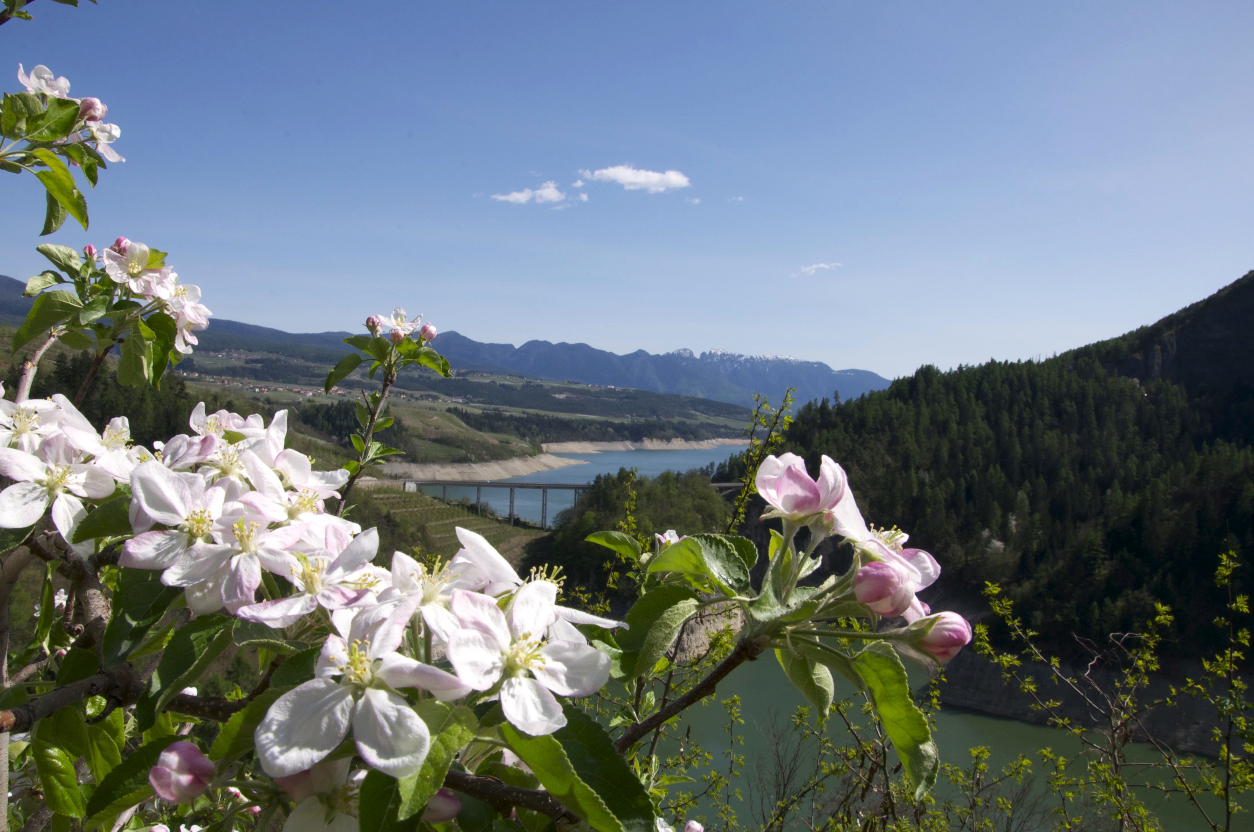 Particolare Fioritura8 De