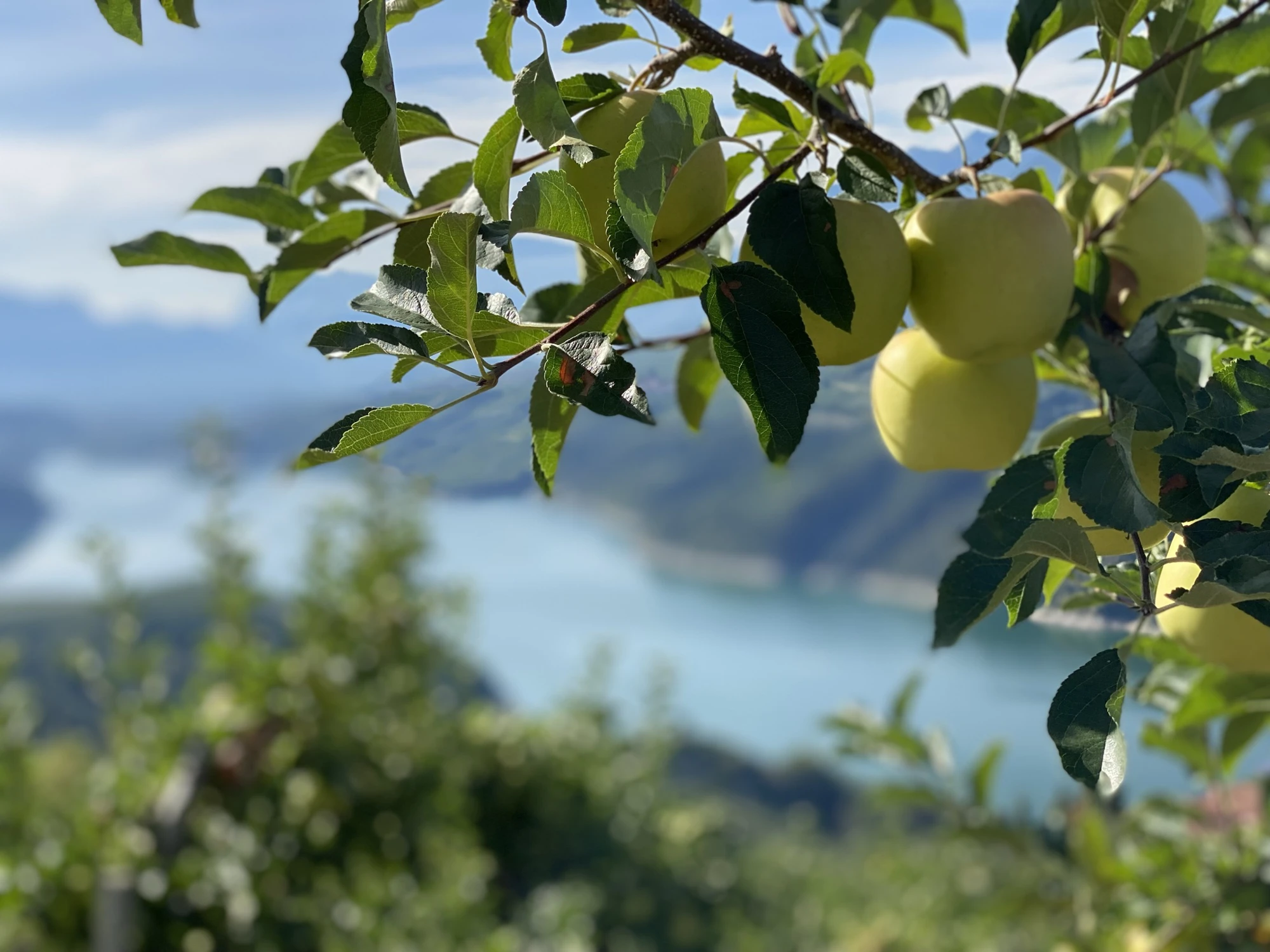 Mele Raccolta Golden Lago Santa Giustina (5)